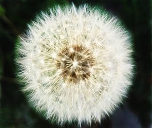 Close-up of dandelion