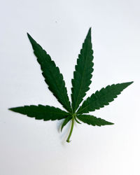cannabis