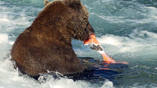 Grizzly bear skins an orange salmon
