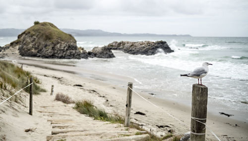 Seagull perching on wooden post