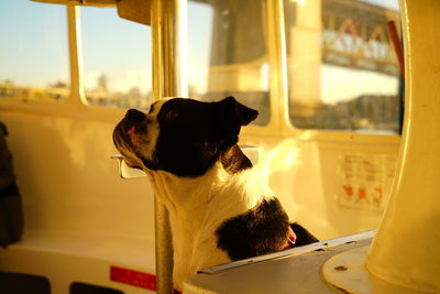 Close-up of a dog looking away