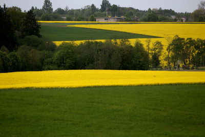 Scenic view of field against yellow sky
