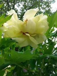 Low angle view of white flowers