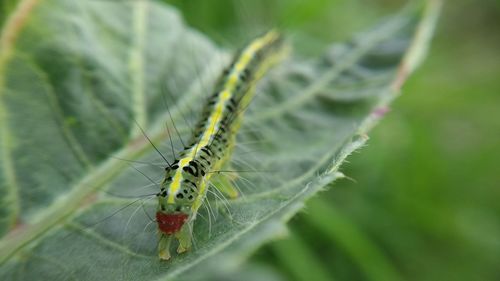 Close-up of insect on leaf