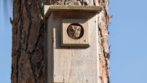 Perched inside a pine tree, an eastern screech owl megascops asio peers out from the nest hole