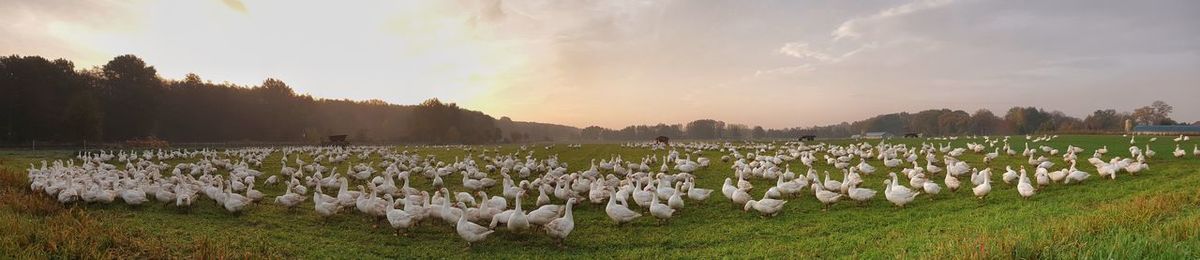 Panoramic view of sheep on field against sky