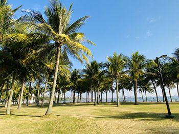 Palm trees against sky