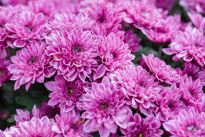 Close-up of pink dahlia