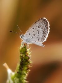 Close-up of butterfly on flower