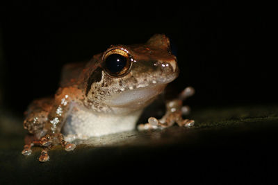 Close-up of frog over black background