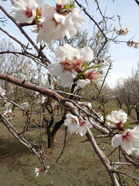 Cherry blossoms in spring