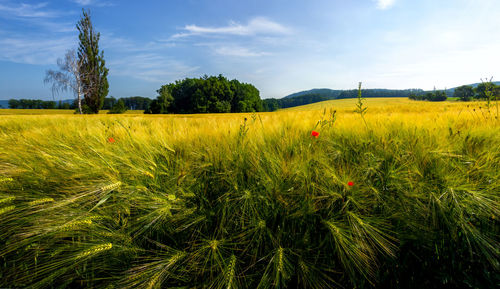 Scenic view of agricultural field against sky