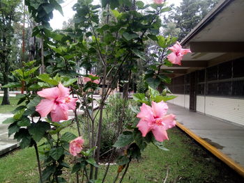 Close-up of pink flowering plants