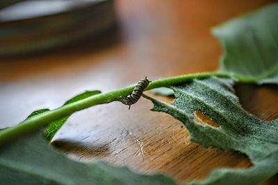 Close-up of insect on leaf