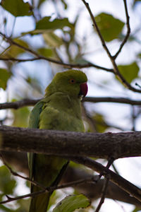 Close-up of bird perching on branch