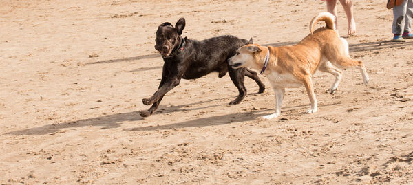 Dogs running on sand