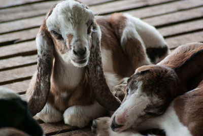 Close-up of a sheep