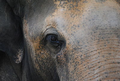 Close-up of elephant