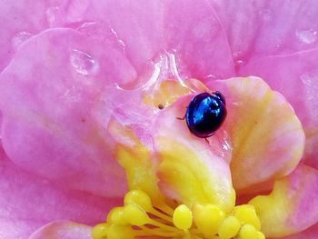 Close-up of insect on pink flower