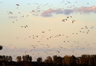 Low angle view of birds flying in sky