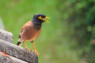 Close-up of bird perching outdoors