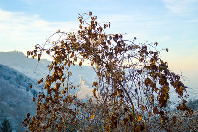 Low angle view of plant against sky