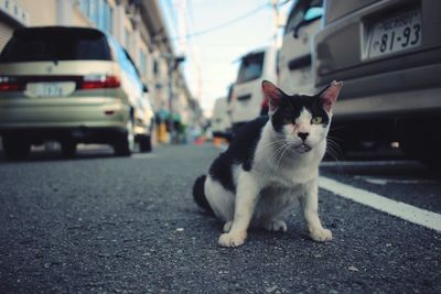 Cat on road