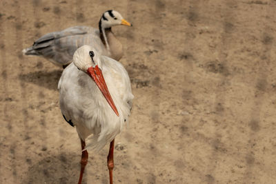 Stork in the poultry yard. sick stork lives with poultry