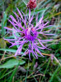 Close-up of purple flowering plant on field