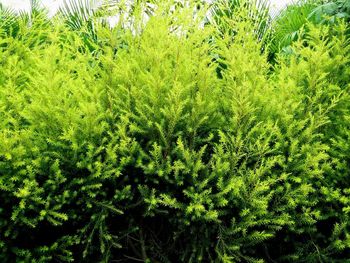 Close-up of pine tree