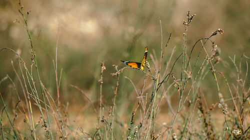 Bird perching on plant in field