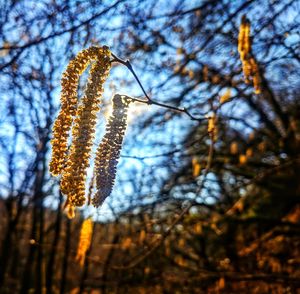 Low angle view of flowering plant