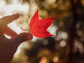 Close-up of hand holding maple leaf during autumn