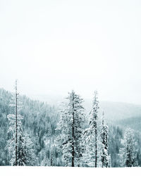 Trees on snow covered landscape against clear sky