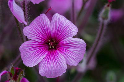 Close-up of pink flower blooming outdoors