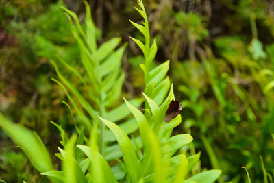 Close-up of insect on plant