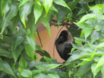 Close-up of bird perching on plant