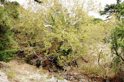 View of bird in forest