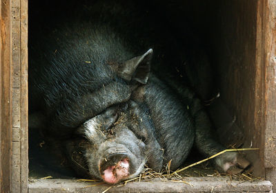 Close-up of pig resting in farm