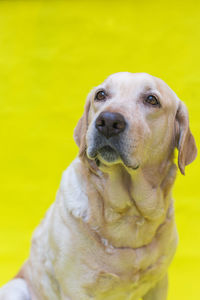 Close-up portrait of a dog looking away