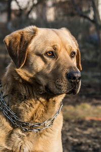 Close-up of dog