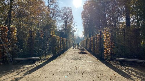 Road amidst trees in forest during autumn