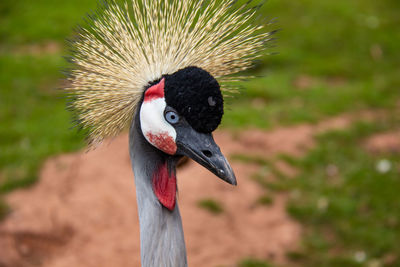 Close-up of a bird