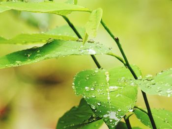 Close-up of wet plant leaves during rainy season