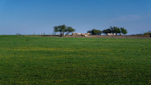 Trees on field against sky