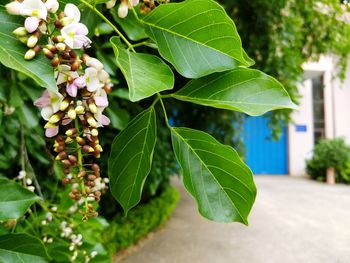 Close-up of fresh green plant