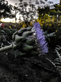 Close-up of thistle blooming outdoors