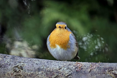 Close-up of bird perching on wood