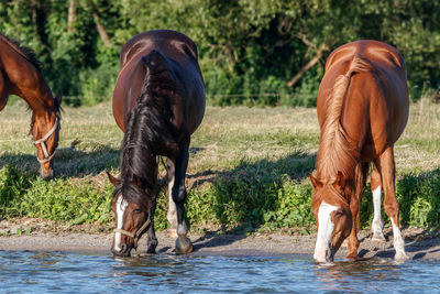 View of horse drinking water in river