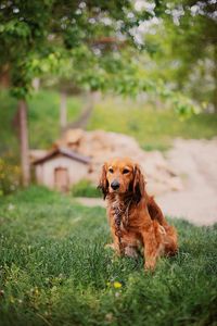 Close-up of dog sitting on grass field